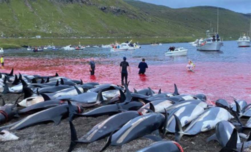 Delfini ubijeni.jpg